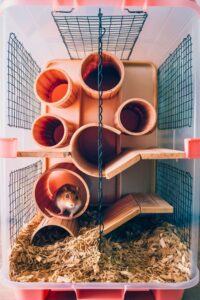 View of 20 DIY Hamster Cage [Within Budget] – craftydiyers.com