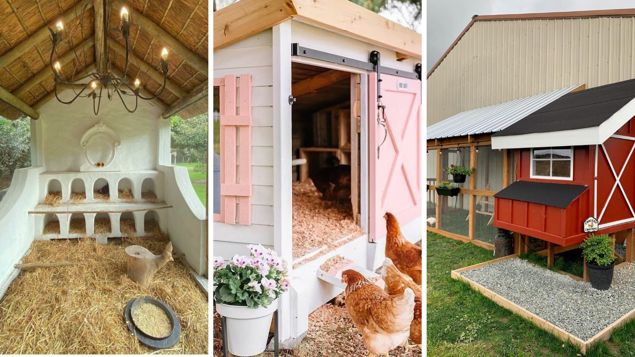 Easy DIY chicken coop plans