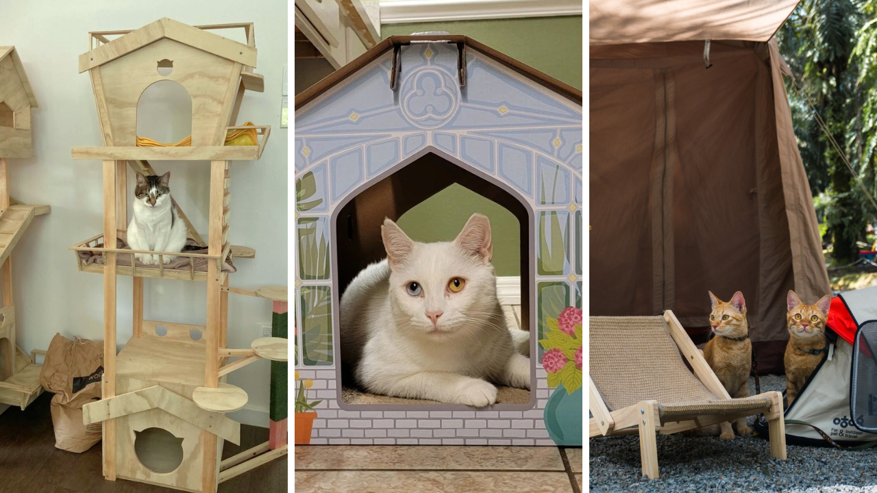 Outside cat house